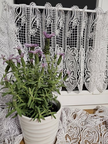 ZAZDROSTKA GIPIURA KORONKA BIEL 40/60/90/120/150cm (cena za 0,50mb)