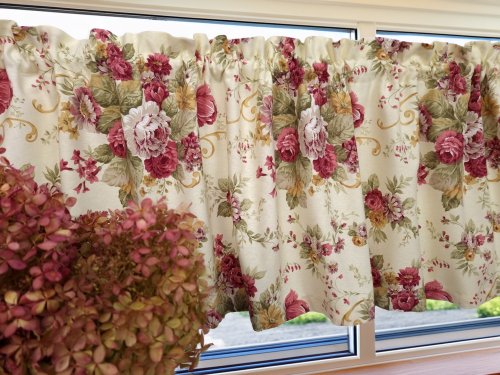 Zakostyl zazdrostka angielskie róże